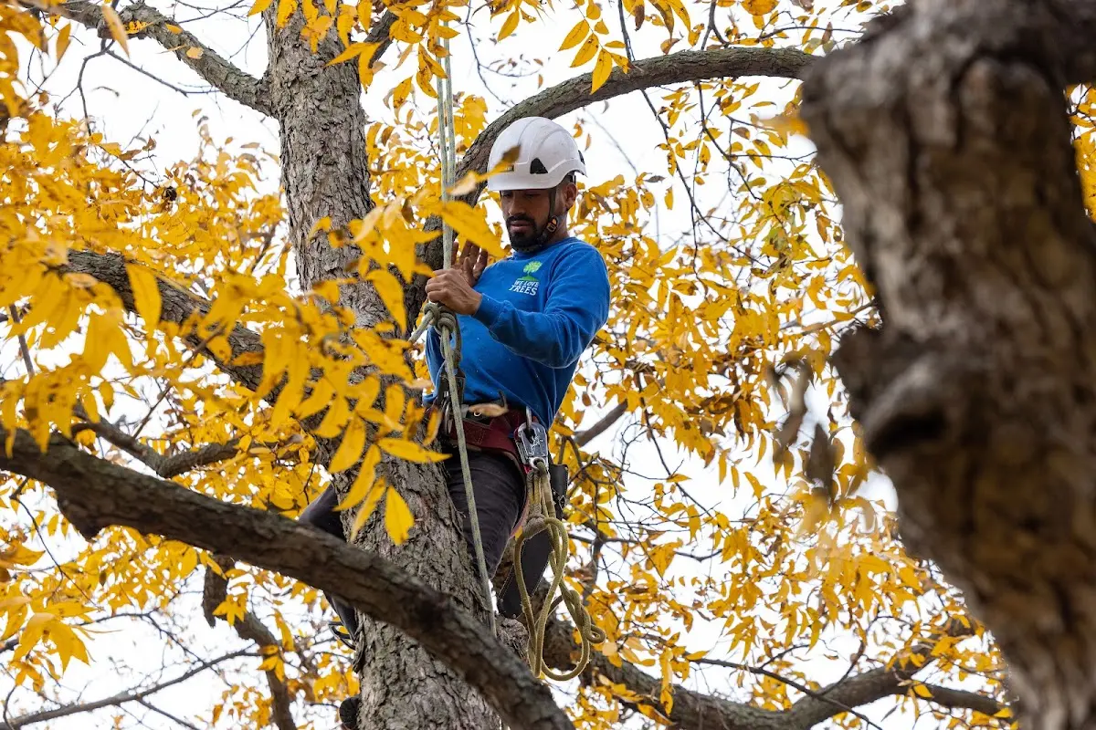Skilled Tree Trimming crew working in Valentine